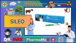 🐶 SILEO Farmaco Veterinario a cosa serve   Foglietto Illustrativo 👔 Dr MAX [upl. by Elleval]