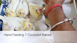 Hand Feeding 7 Cockatiel Babies [upl. by Mackenzie]