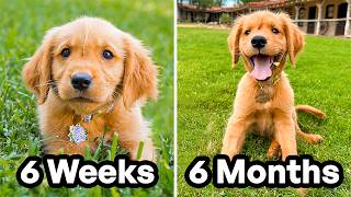 The First 6 Months of My Puppys Life 🐶 [upl. by Anesor]