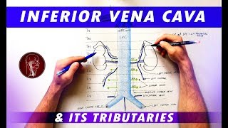 Inferior Vena Cava and its tributaries  Anatomy Tutorial [upl. by Edualc853]