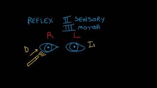 Cranial Nerve Testing Direct and Indirect Light Reflexes [upl. by Erdnad373]