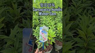 향회양목 Sarcococca humilis Winter Gem [upl. by Zebapda842]