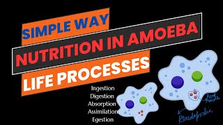 Nutrition in Amoeba [upl. by Ainslie834]