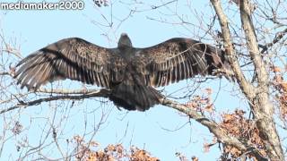 Red Headed Turkey Vulture Up Close From Far Away [upl. by Nennerb]