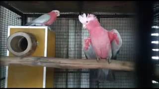 Galah cockatoo breeding pairs [upl. by Yorgos]