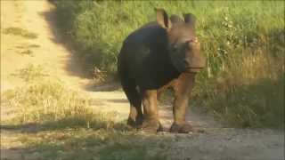 The Hoedspruit Endangered Species Centre baby rhino Gertjie explores the outside world [upl. by Maighdiln]