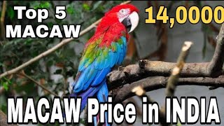 MACAW PRICE IN INDIA  TOP 5 BIRD PRICE  MACAW  BIYD  BELIEVE IN YOUR DREAMS [upl. by Trumann]