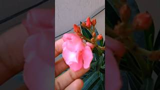 Oleander Plant Care Tips and Tricks🌱 oleander nerium kaner floweringplant outdoorplants garden [upl. by Hines]