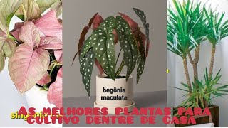 As melhores plantas para cultivo dentre de casa mais identificação das plantas [upl. by Nylcsoj]