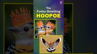 The FunkySmelling Hoopoe Nature’s Unique Defense  Hoopoe Bird BirdFacts AnimalFacts facts fun [upl. by Ecylla]