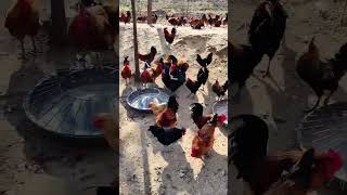 Hens mistakenly enter a group of roosters Chicken farming [upl. by Nowujalo]