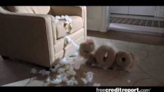 Free Credit Reportcom Hilarious Commercial  Good 745 High Quality [upl. by Bergwall]