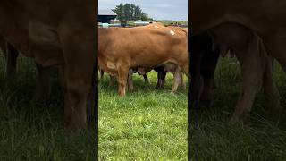 McKeon’s Milan Limousin Herd In Sligo [upl. by Ylle]