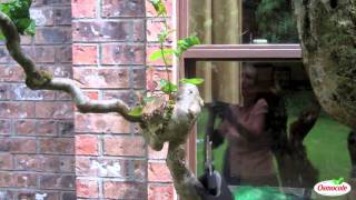 How to Prune Contorted Filbert Trees [upl. by Emylee235]