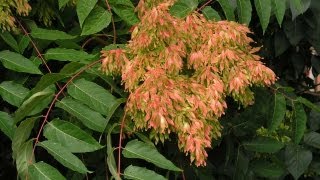 Useful Plant  Ailanthus [upl. by Iznik]