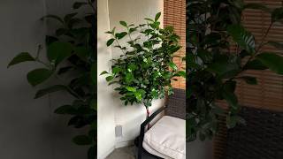 Unboxing gardenia plant plants houseplants garden Gardenia tree unboxing gardenia [upl. by Meghan180]