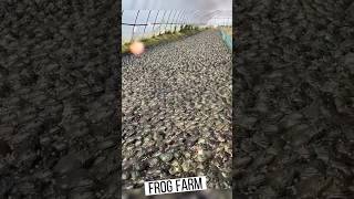 🐸 Frog Farming Amazing Business Of farming frog frogs farming shots shortfeed viral [upl. by Acire]