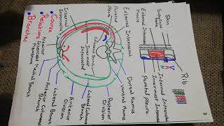 Intercostal nerves [upl. by Drogin]