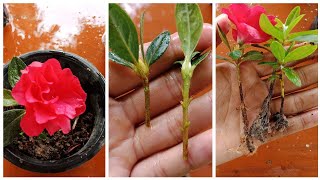 How to grow Azalea plant  Azalea propagation from cuttings in easy and simple way [upl. by Naleag]