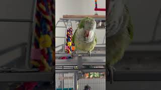 Yum Yum Yum Snack For Stanley parrot bird cute food funny pets [upl. by Eruza465]