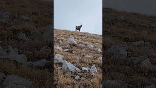 Camoscioabruzzo trekking campoimperatore rifugioducadegliabruzzi [upl. by Tanner]