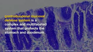 Gastroduodenal mucosal defense [upl. by Gonzalo928]