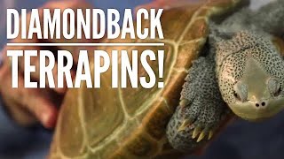 All About Diamondback Terrapins  Diamondback Terrapin Conservation  Collab with The Turtle Girl [upl. by Livvyy]