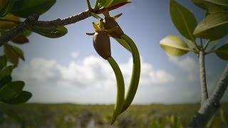 Life Cycle of the Red Mangrove [upl. by Seagraves]