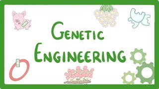 GCSE Biology  Genetic Engineering 82 [upl. by Irovi]