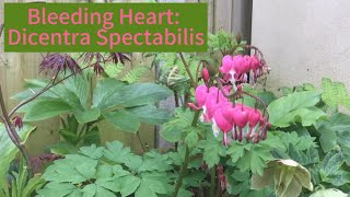 Dicentra Spectabilis Bleeding Heart on Spotlight Sunday [upl. by Ranip]