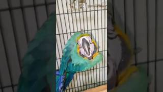 MACAW parrot lovely PAIR [upl. by Ecinhoj405]