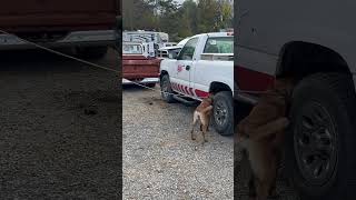 Dog finds bedbugs on vehicle dogtraining [upl. by Aramen489]