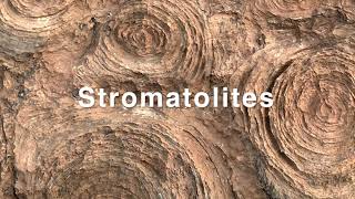 Stromatolites Mauritania [upl. by Goren]