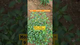 మిర్చి thrips whiteflies mites excellent excellent 1millionviews result support meme [upl. by Goodden]