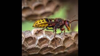 Why Do Wasps Sting [upl. by Chader]