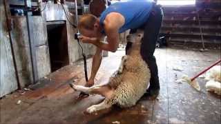 Shearing with Handypiece Pro [upl. by Arrej]