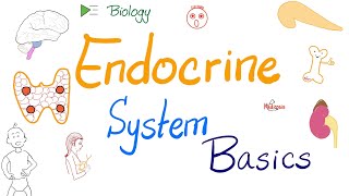 Endocrine System  An Introduction  Biology Anatomy and Physiology [upl. by Okiron481]