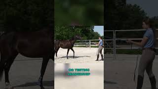 Make sure your horse knows THIS before you ride younghorse horestraining groundwork horseriding [upl. by Thekla627]