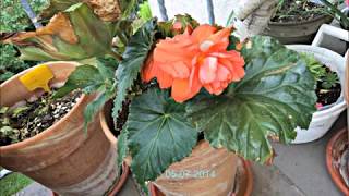 Planting Begonia Tubers  Begonia Cascade Flower [upl. by Craig612]