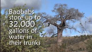 Baobab Trees in Madagascar  Healing Seekers [upl. by Latsirc]