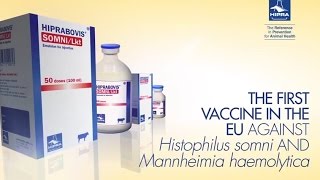 HIPRABOVIS® SOMNILkt vaccine [upl. by Dagnah]