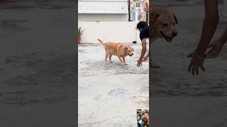 Leo ne laga li Nitro leodog shorts dog funny comedy doglover superdog gymdog [upl. by Lutero]