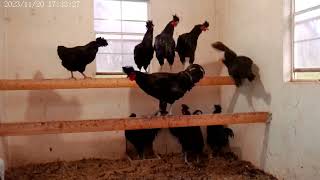 Sanjak Longcrower Roosters For Sale at Shady Grove Farm WV [upl. by Elbring]