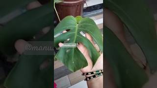 Monstera jubinnautiyal tseries music bollywood song garden gardenlove gardenplants montera [upl. by Borries]