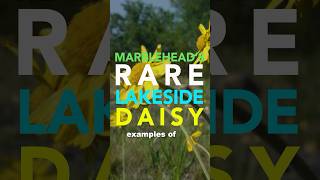 🌼 Marblehead’s RARE Lakeside Daisies Marblehead daisies [upl. by Anaehr]