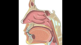 Burun anatomiyasinasalis anatomy [upl. by Yrok]