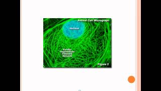 Microfilaments Intermediate Filaments and Microtubules [upl. by Nagaet579]