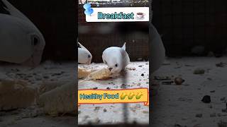 Healthy Breakfast 🌽🌽🌽🌽cockatiel bird parrot shorts [upl. by Dorcus]