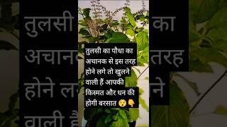 तुलसी का पौधा देने लगे यह संकेत बदलने वाली है आपकी किस्मत🙏shorts ytshorttulsimaavideo [upl. by Schilling500]