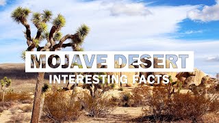 13 Fun Facts About The Mojave Desert [upl. by Joceline]